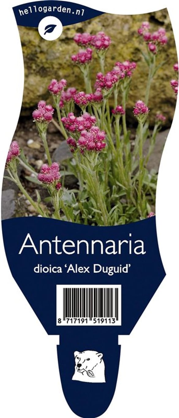 Antennaria dioica 'Alex Duguid' - P11